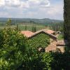 Tuscany Vineyards from Banfi