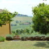 Tuscany vineyard from Avignonesi Winery
