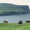 Cattle in pasture with Cliffs of Moher